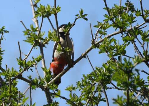 Image of Great Spotted Woodpecker