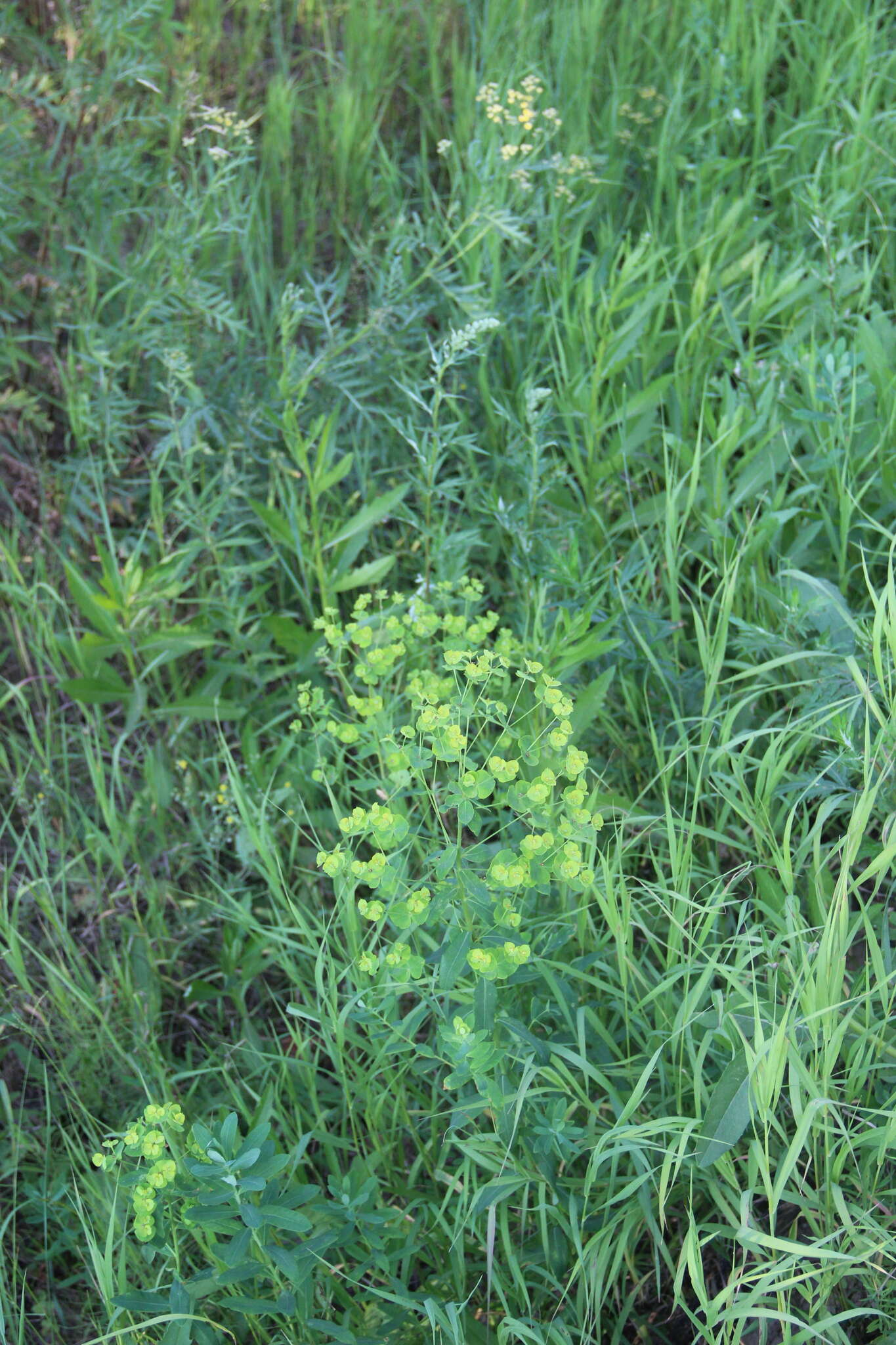 Sivun Euphorbia esula subsp. esula kuva