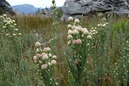 Sivun Brunia sphaerocephala (Sond.) A. V. Hall kuva