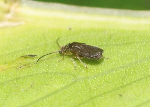 Image of Soldier beetle