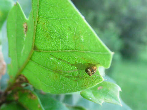 Image de Araneus partitus (Walckenaer 1841)