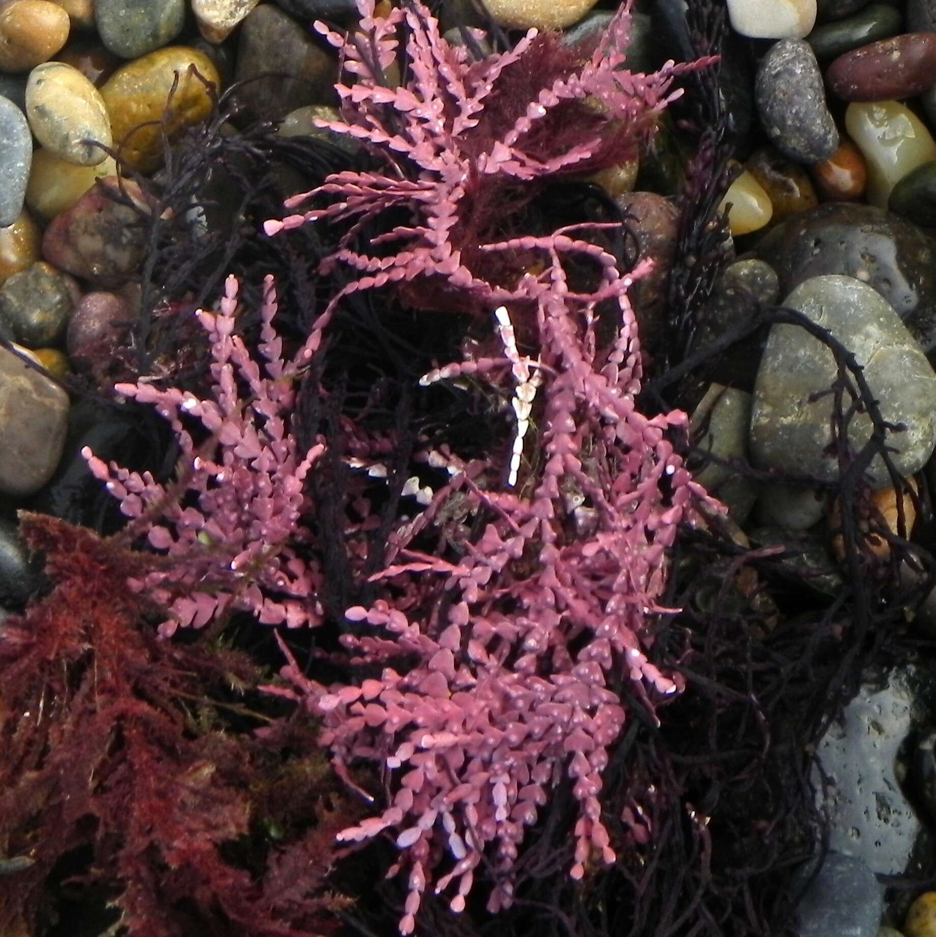 Image of Bossiella orbigniana