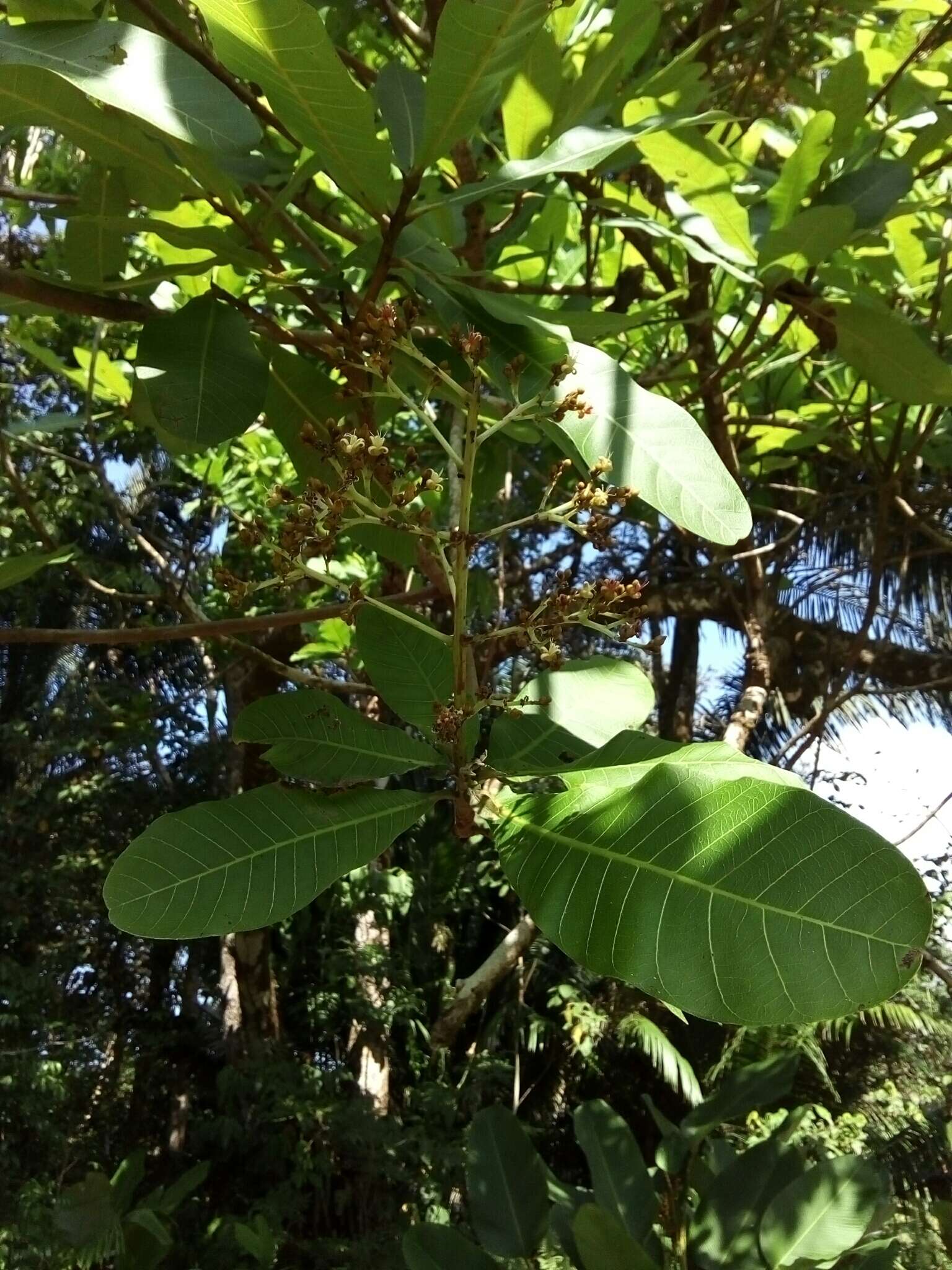 Image of Wild Cashew