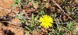 Image of Yellow felicia