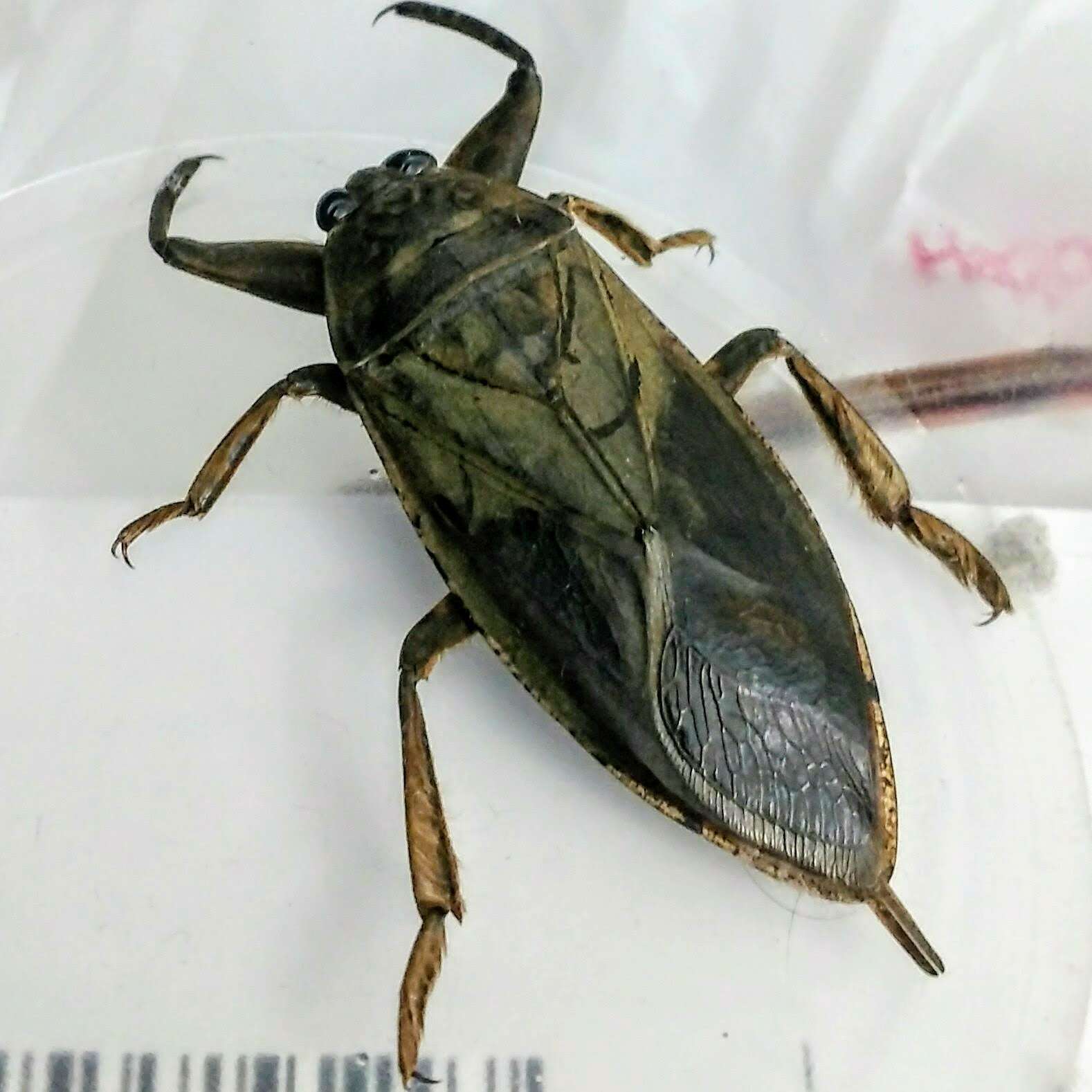 Image of Giant Water Bug