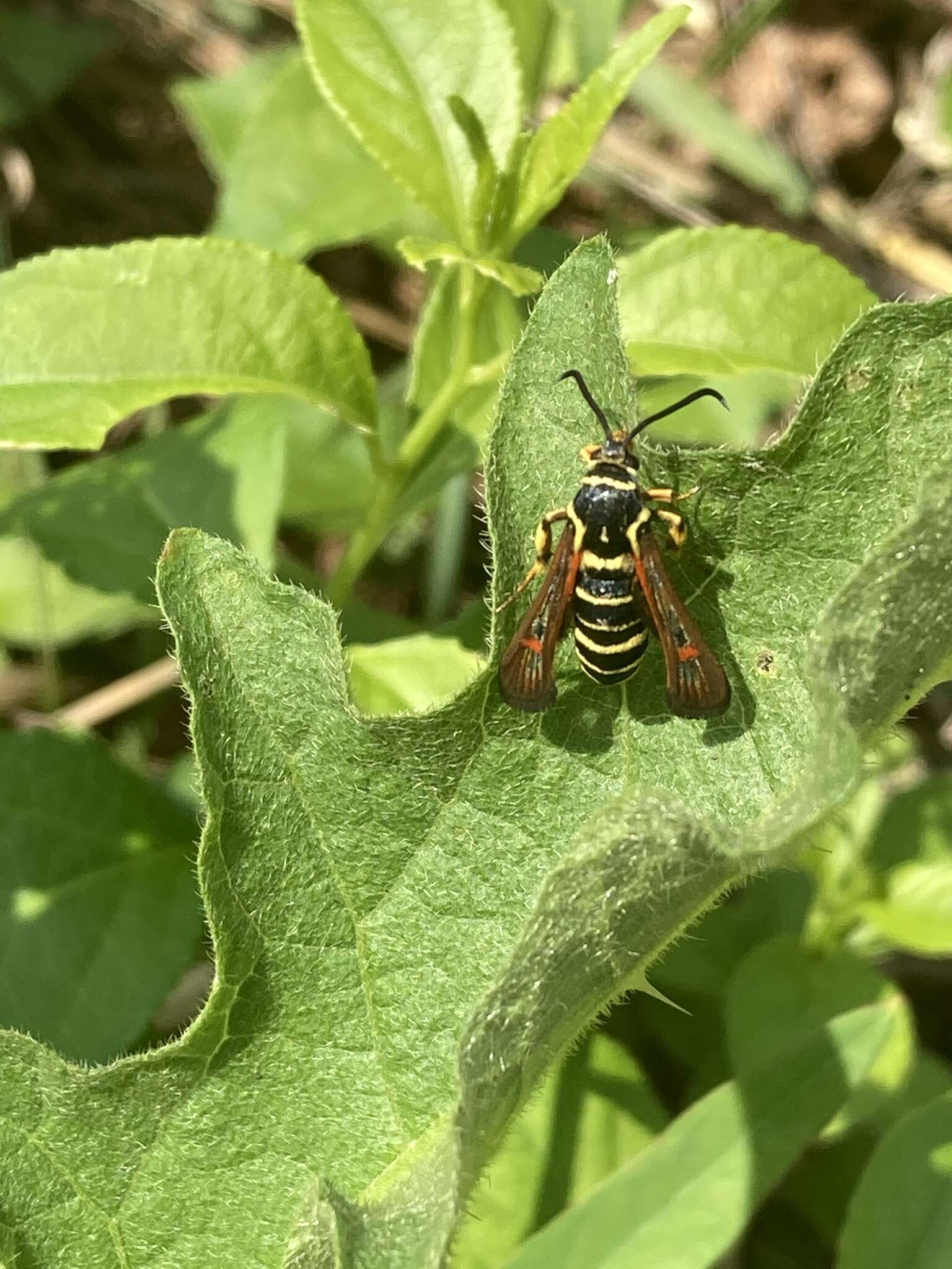 Image of Riley's Clearwing