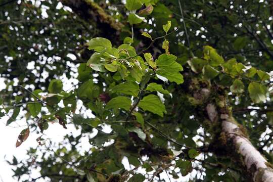 Image of avocado