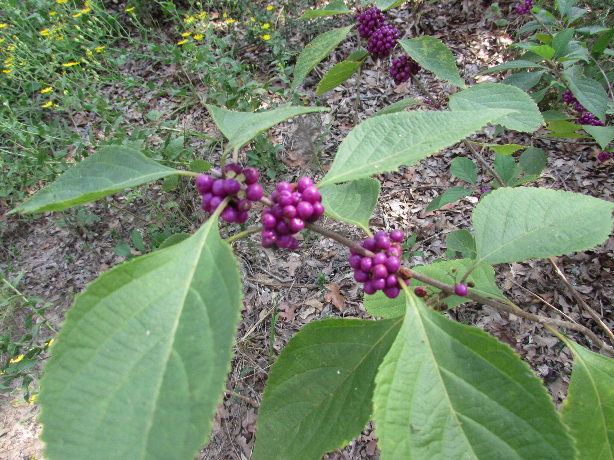 Image of American beautyberry