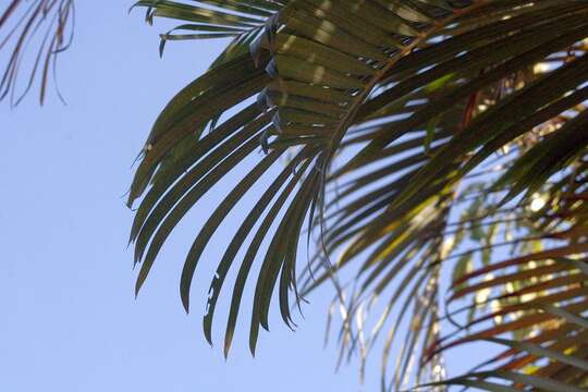 Sivun Dypsis lutescens (H. Wendl.) Beentje & J. Dransf. kuva