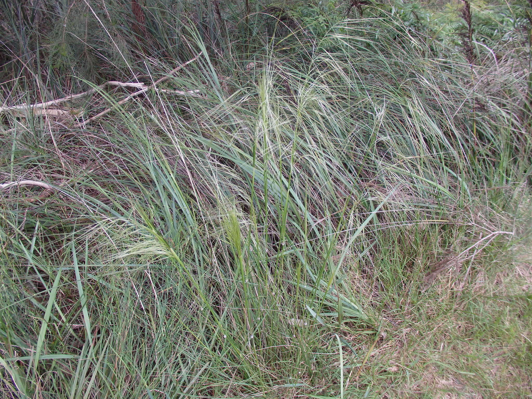 Image of Austrostipa rudis (Spreng.) S. W. L. Jacobs & J. Everett