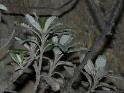 Image of Monro's Ragwort