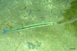 Image of Hound Needlefish