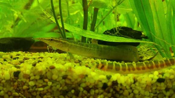 Image of Spotfin Spiny Eel