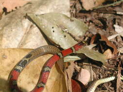 Image of Scaphiodontophis annulatus annulatus (A. M. C. Duméril, Bibron & A. H. A. Duméril 1854)