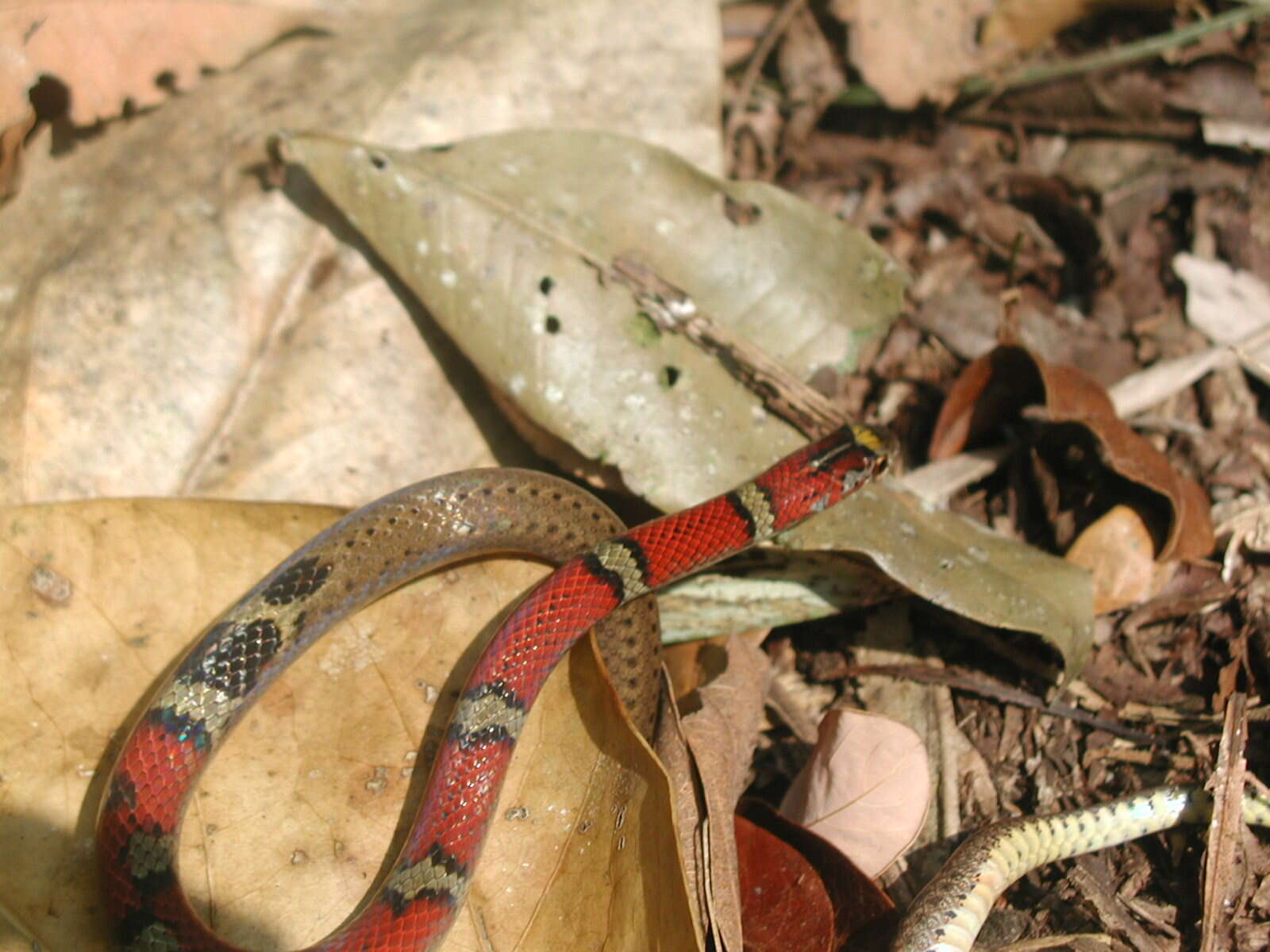 صورة Scaphiodontophis annulatus annulatus (A. M. C. Duméril, Bibron & A. H. A. Duméril 1854)