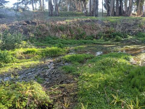 Image of marsh sandwort