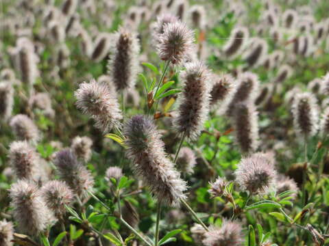 Plancia ëd Trifolium arvense L.