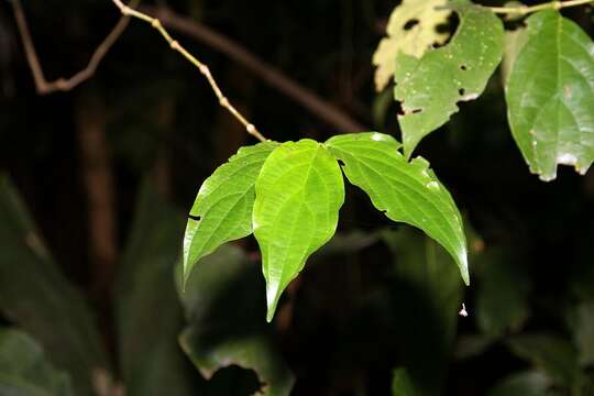 Image of avocado