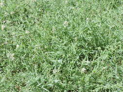 Image of Creeping Love Grass