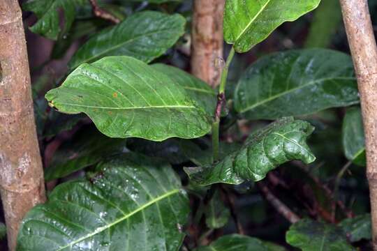 Image of Coccoloba caracasana Meisn.