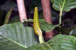 Coccoloba caracasana Meisn. resmi