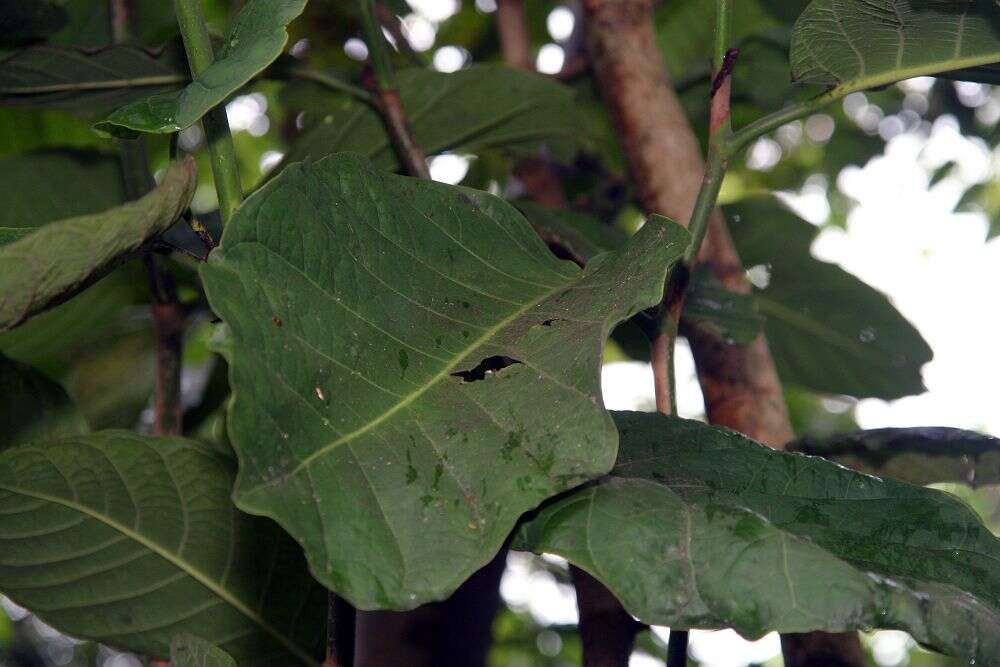 Coccoloba caracasana Meisn. resmi