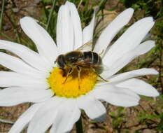 Слика од Eristalis cryptarum (Fabricius 1794)