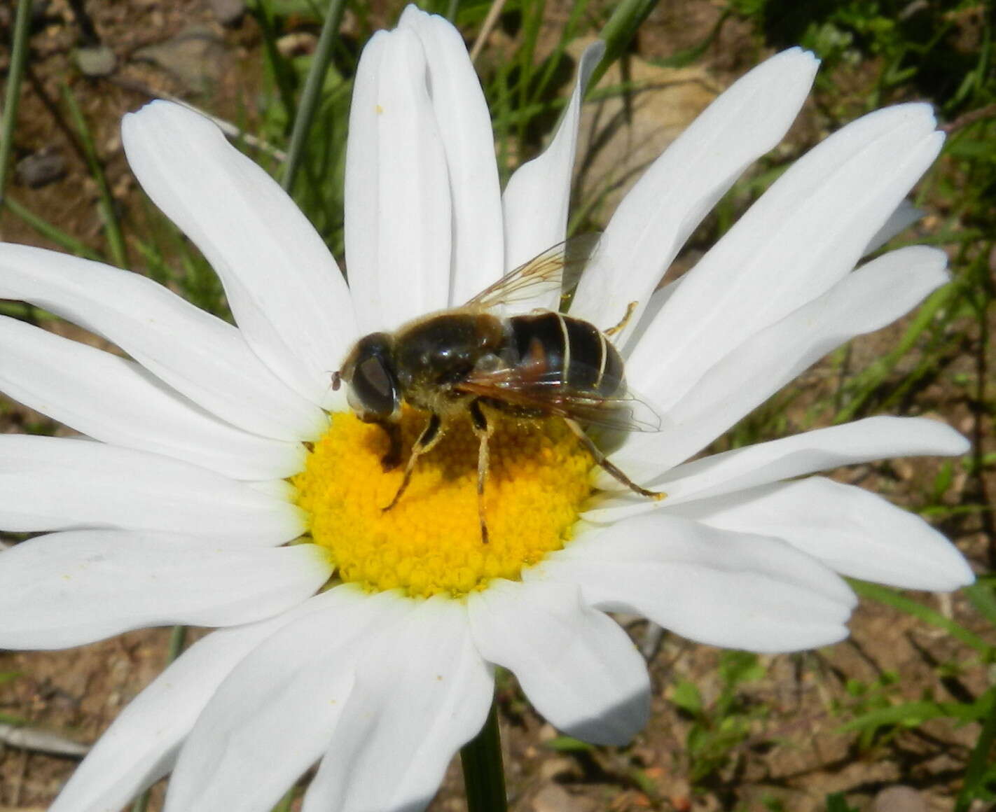 Слика од Eristalis cryptarum (Fabricius 1794)