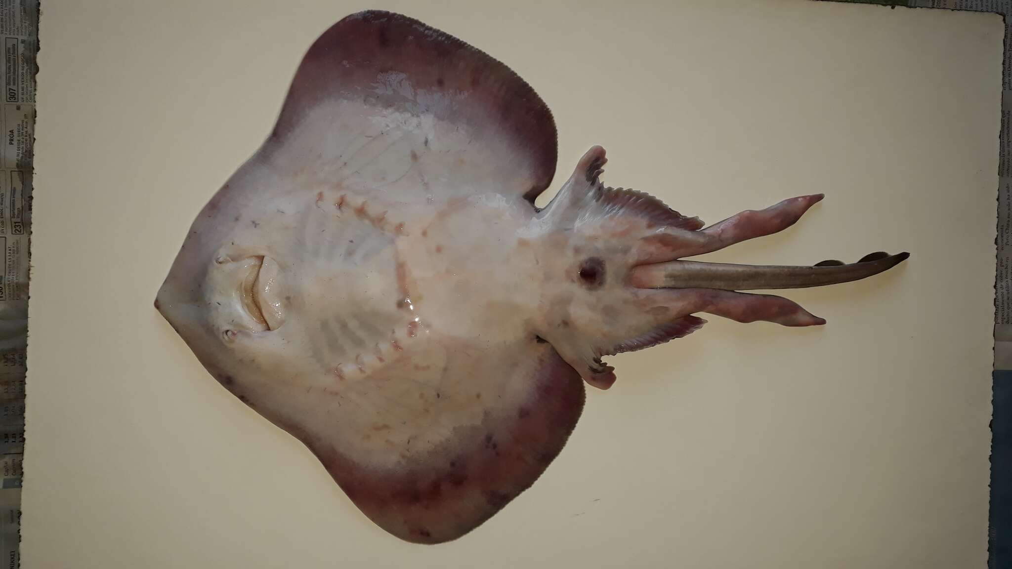 Image of Pacific skate