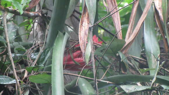 Image of Aechmea fuerstenbergii É. Morren & Wittm.