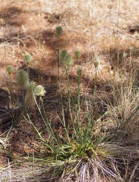 Imagem de <i>Ptilotus macrocephalus</i>