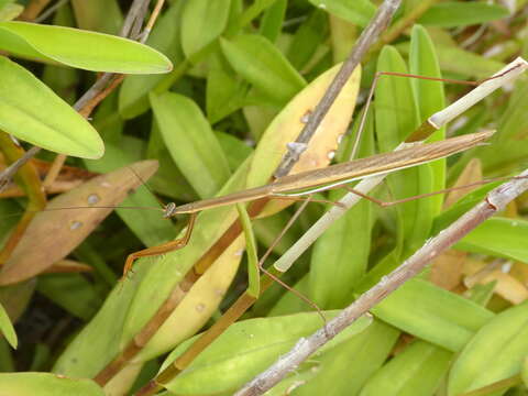 Image of Tenodera superstitiosa Fabricius 1781