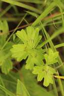 Image of Pelargonium alchemilloides (L.) L'Her. ex Soland.