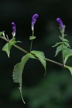 Strobilanthes atropurpurea Nees resmi