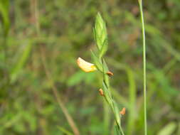 Plancia ëd Zornia latifolia Sm.