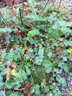 Sivun Sanguisorba minor subsp. minor kuva