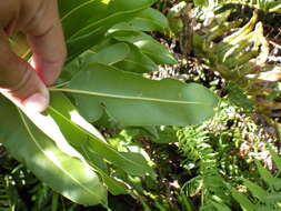 Image of giant leather fern