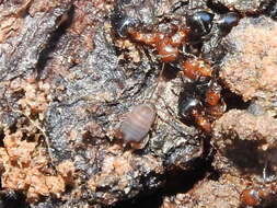 Image de Myrmecophilus (Myrmecophilus) nebrascensis Lugger 1898