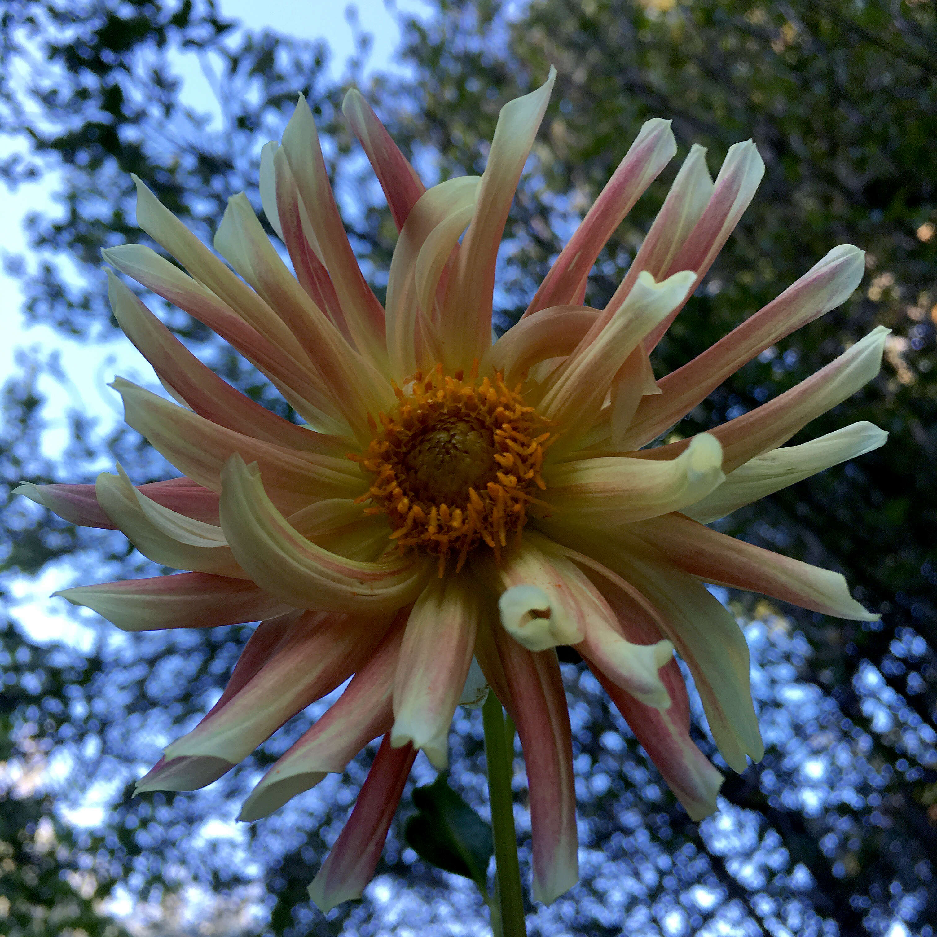 Image of pinnate dahlia