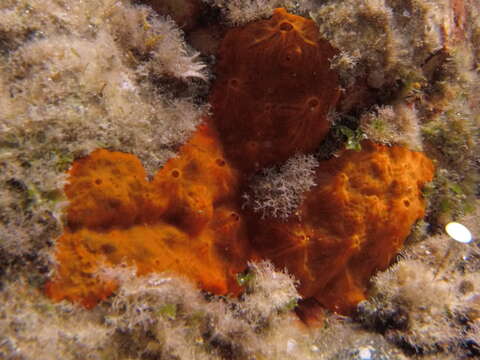 Image of bumping encrusting sponge