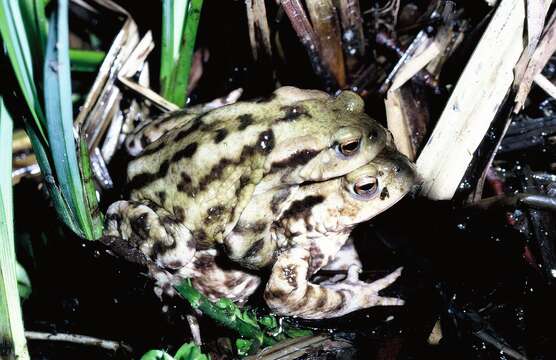 Image of Common Toad