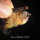Image of Peter's disk-winged bat