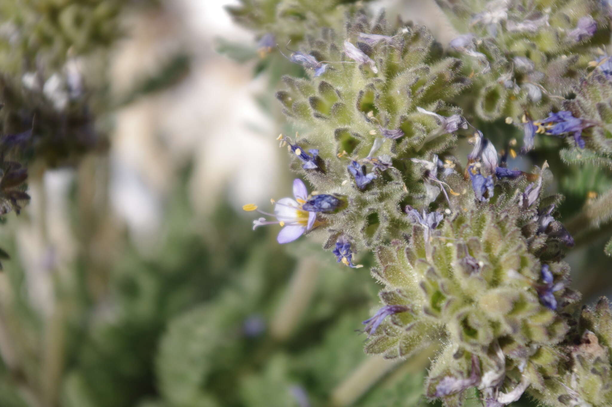 Слика од Polemonium chartaceum Mason