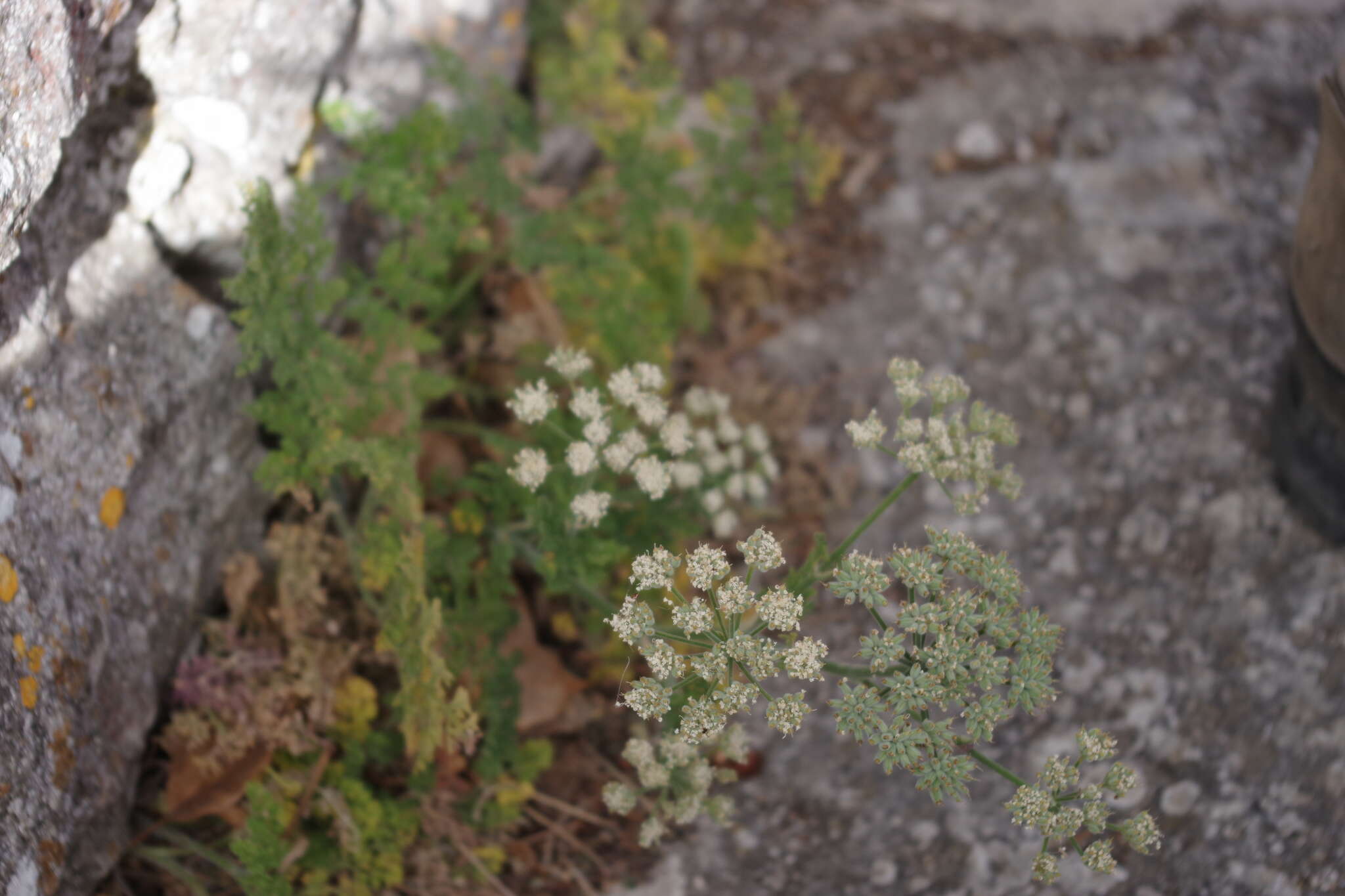 Image of Athamanta sicula L.