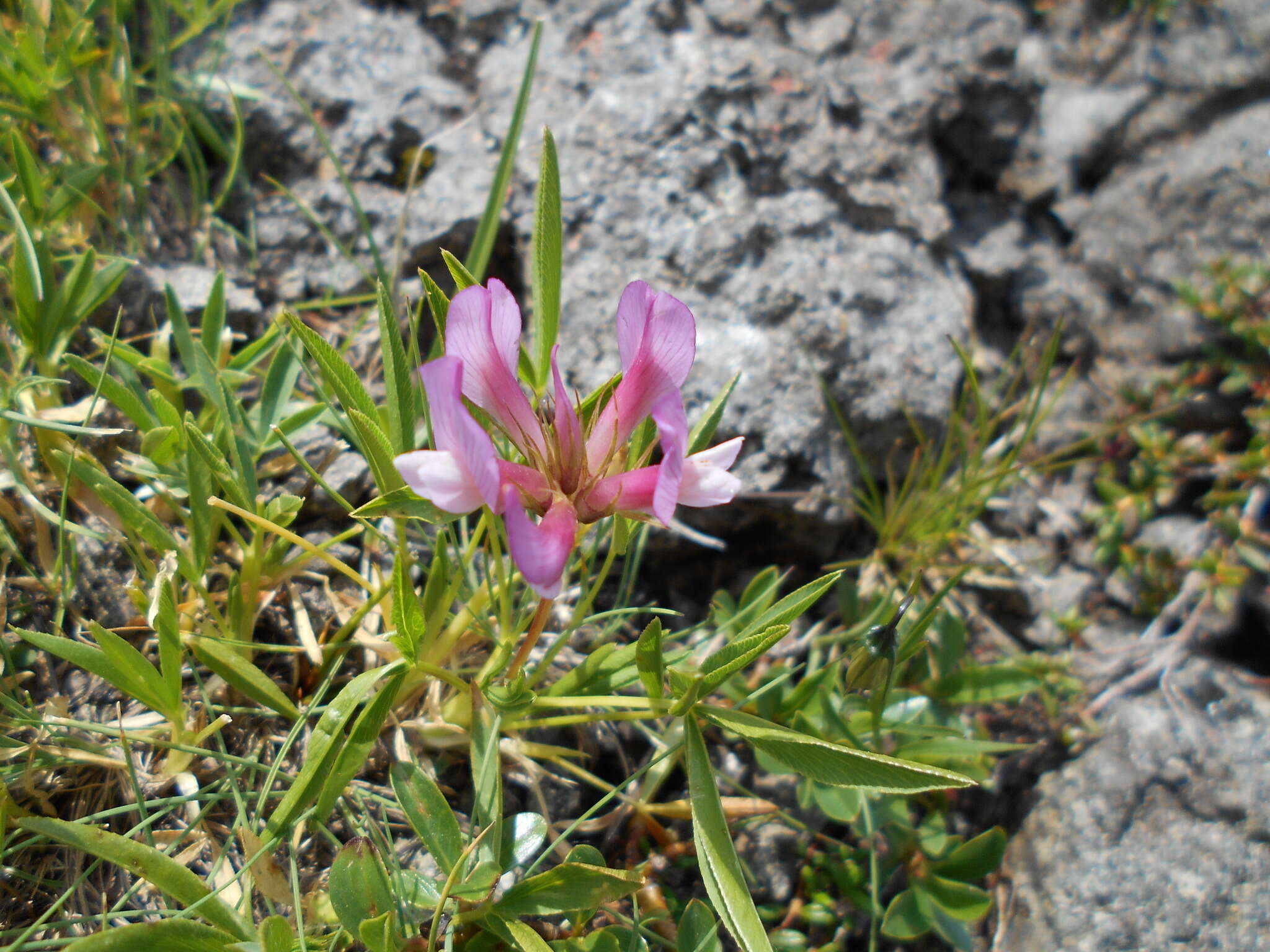 Image of alpine clover