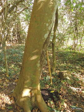 Image of Forest natal mahogany