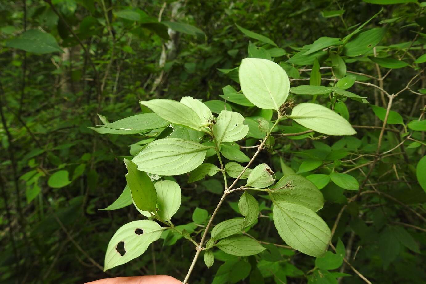 Imagem de Bouvardia dictyoneura Standl.