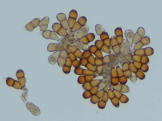 Image of Puccinia smilacis Schwein. 1822