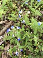 Image of spring blue eyed Mary