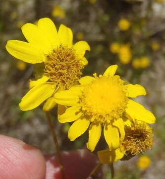 Image of <i>Senecio <i>juniperinus</i></i> var. juniperinus